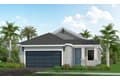 2162 Bamboo Palm Cv